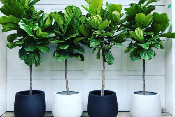 Cây bàng nhỡ 4 600x400